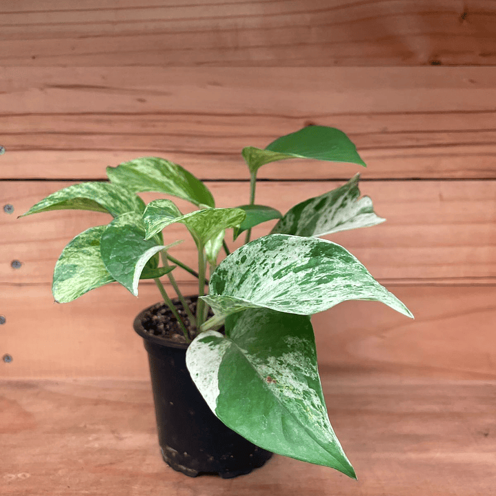 Plantas RV - Pothus marble queen tamaño S 1