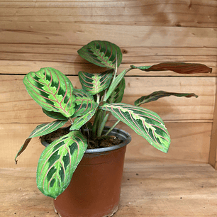 Plantas RV - Maranta Leuconera tamaño S