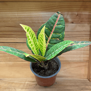 Plantas RV - Crotón