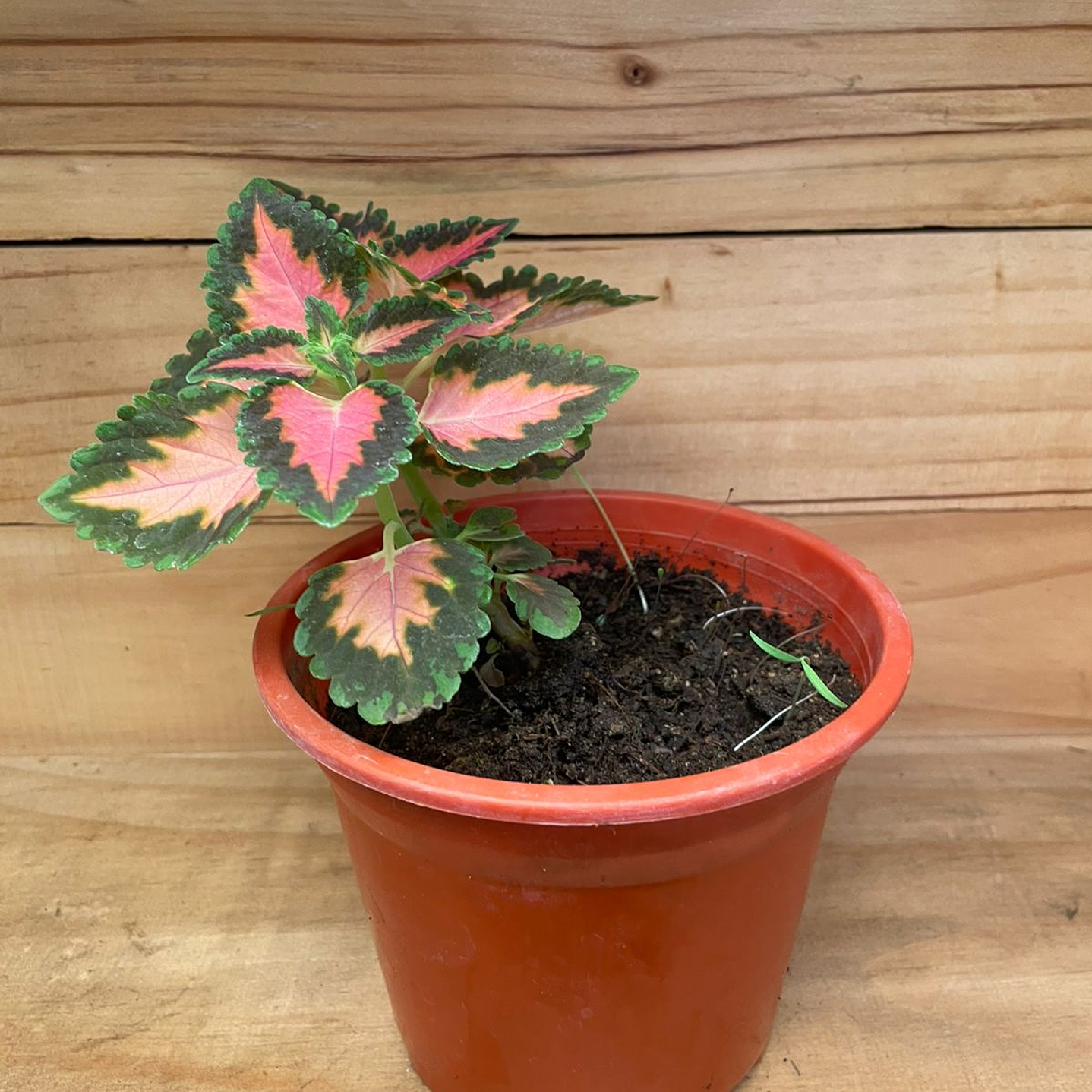 Plantas RV - Coleos tamaño S 1