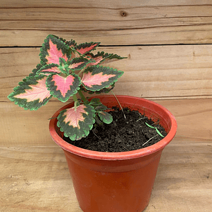 Plantas RV - Coleos tamaño S