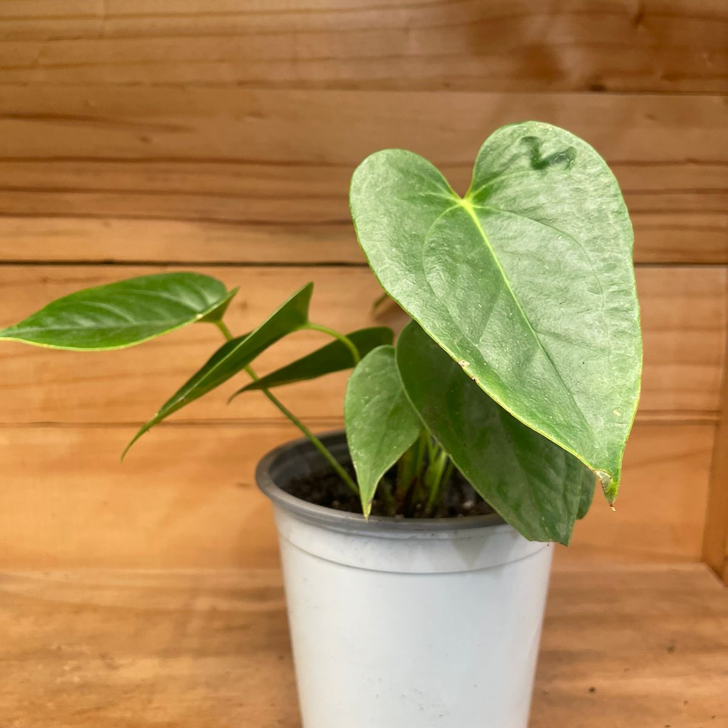 Plantas RV - Anturio tamaño S 1