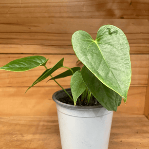 Plantas RV - Anturio tamaño S