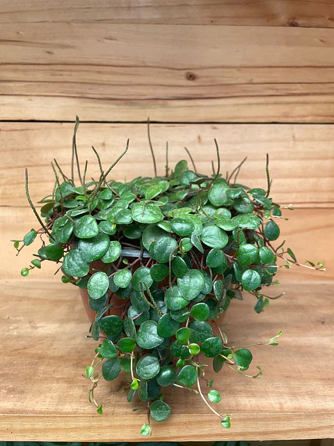 Plantas RV - Peperomia Pepperspot tamaño M