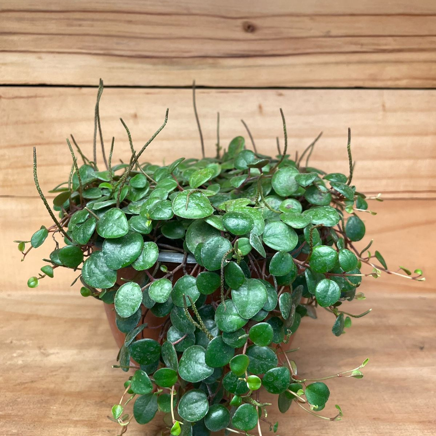Plantas RV - Peperomia Pepperspot tamaño M 1