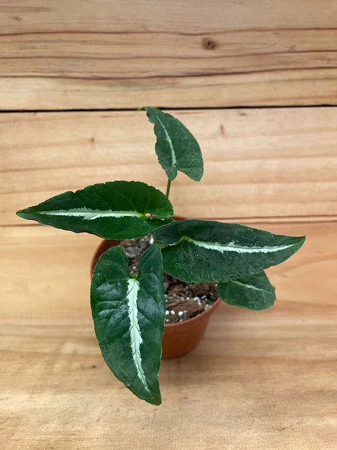 Plantas RV - Singonio Wendlandii tamaño S