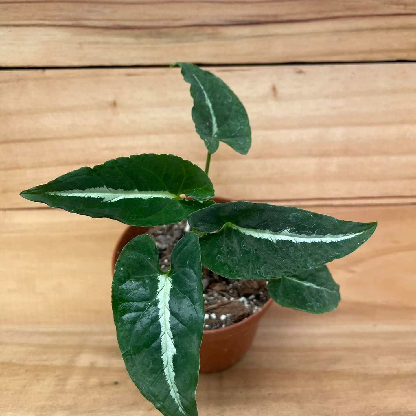 Plantas RV - Singonio Wendlandii tamaño S 1