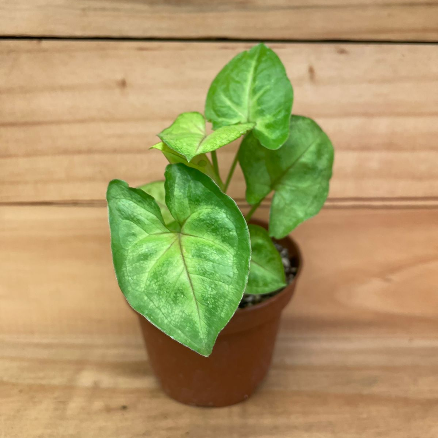 Plantas RV - Singonio Golden Alusion Tamaño S 1