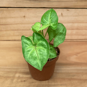 Plantas RV - Singonio Golden Alusion Tamaño S