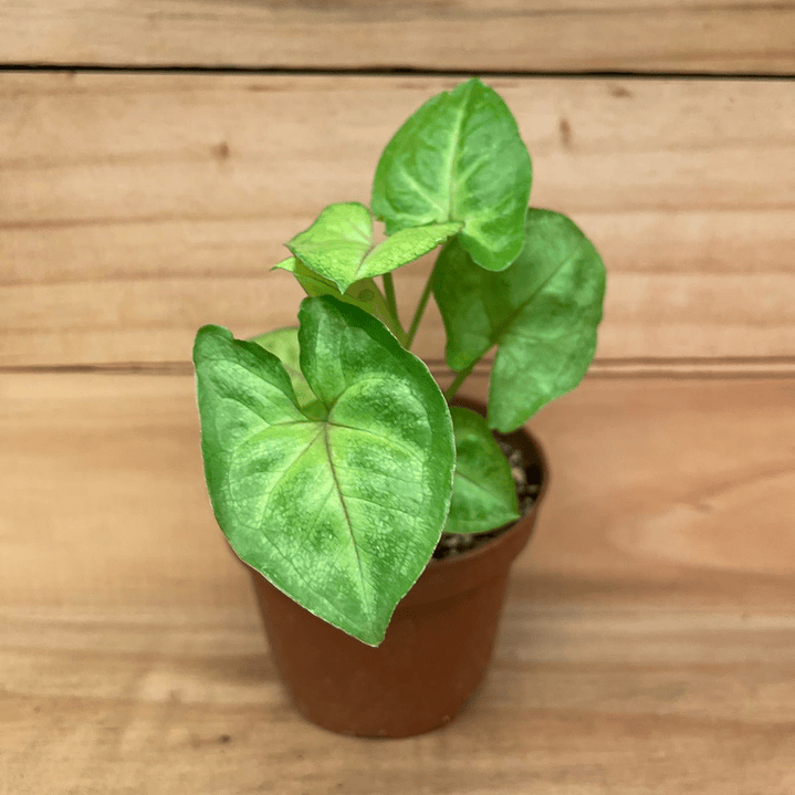 Plantas RV - Singonio Golden Alusion Tamaño S 1