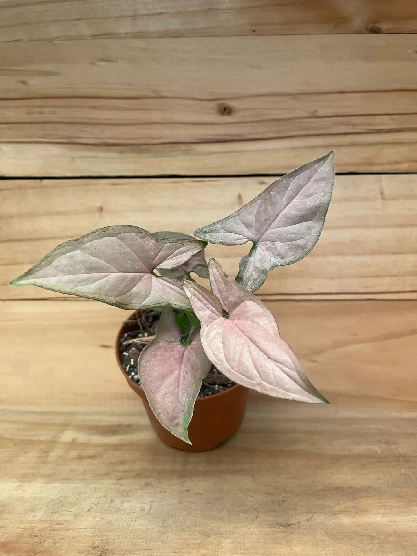 Plantas RV - Singonio rosado tamaño XS 1