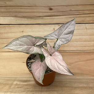 Plantas RV - Singonio Pink tamaño XS