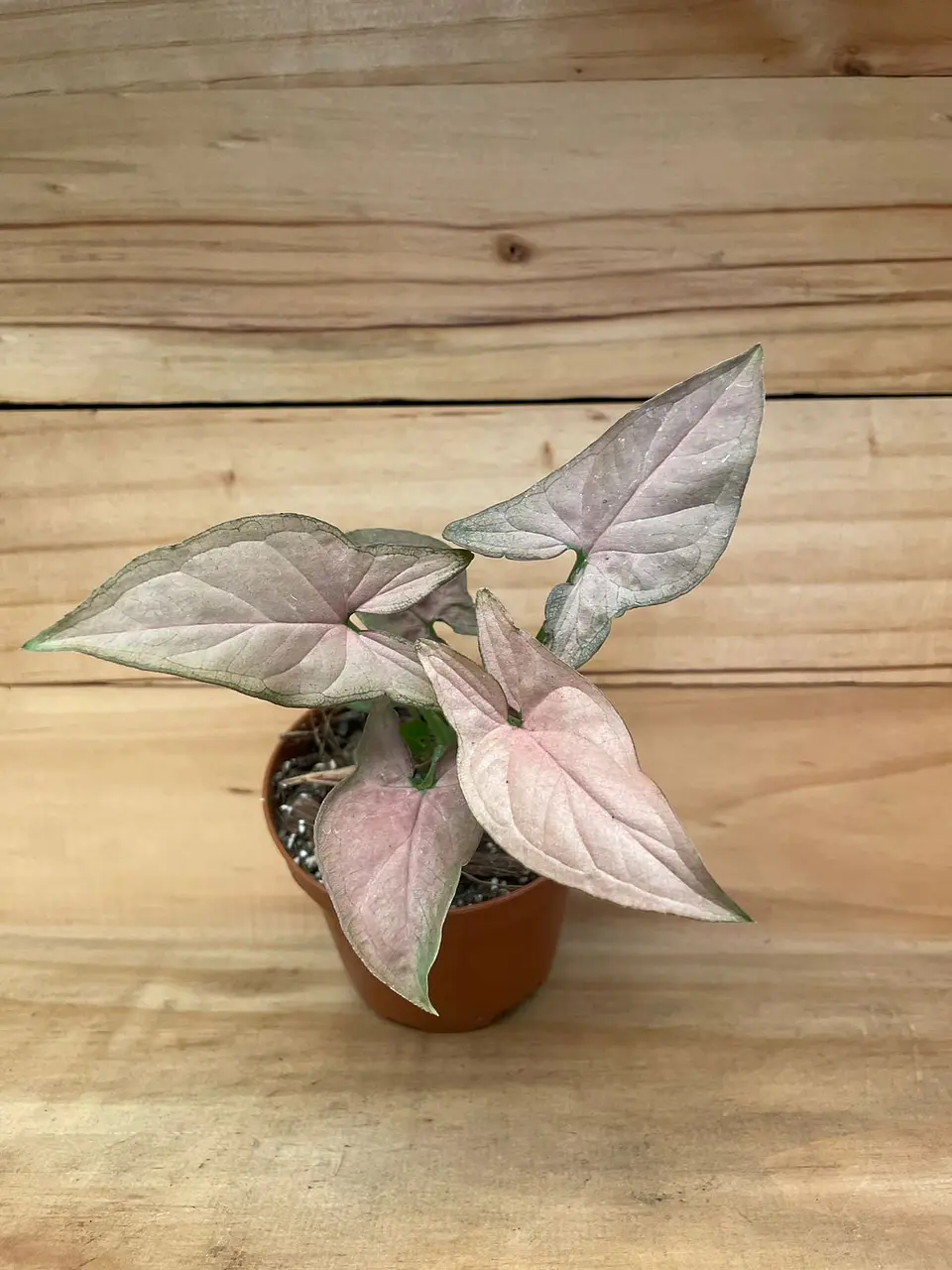 Plantas RV - Singonio rosado tamaño XS 1