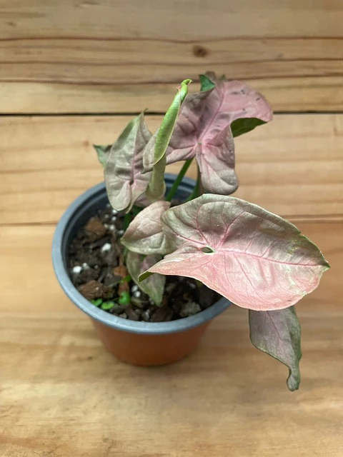 Plantas RV - Singonio rosado tamaño S