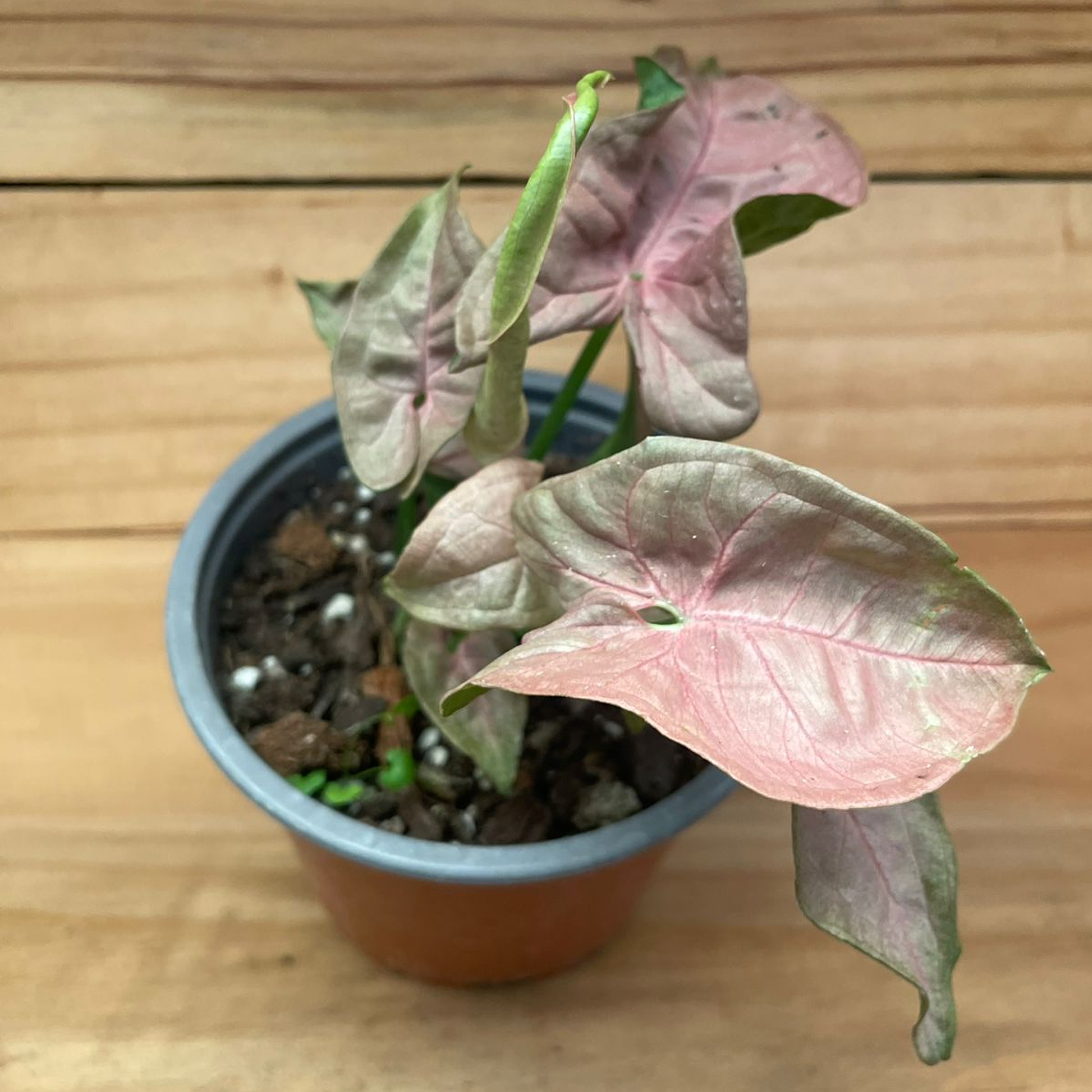 Plantas RV - Singonio pink Neon tamaño S 1