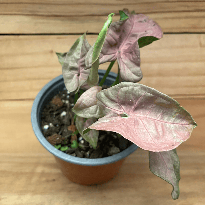 Plantas RV - Singonio pink Neon tamaño S 1