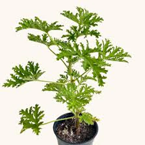 PLANTAS RV - CITRONELA TAMAÑO M