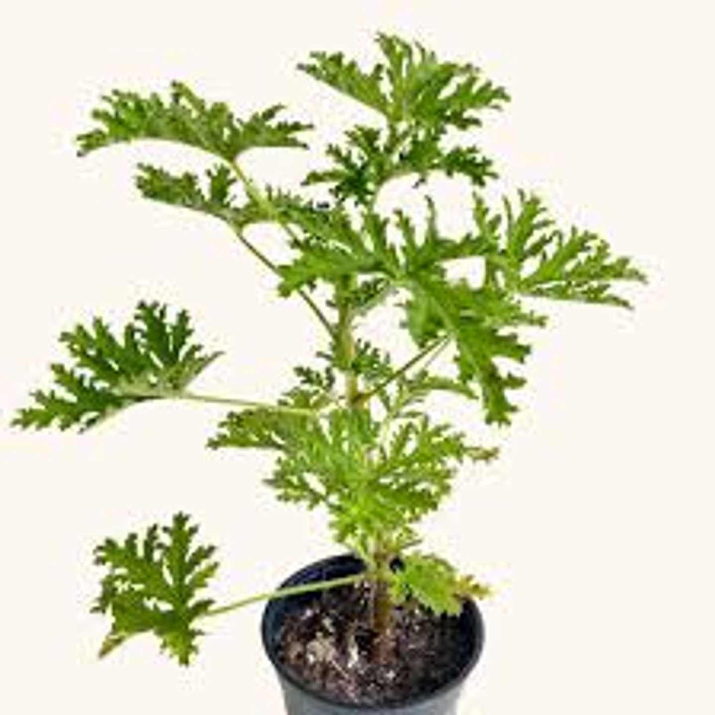 PLANTAS RV - CITRONELA TAMAÑO M 1