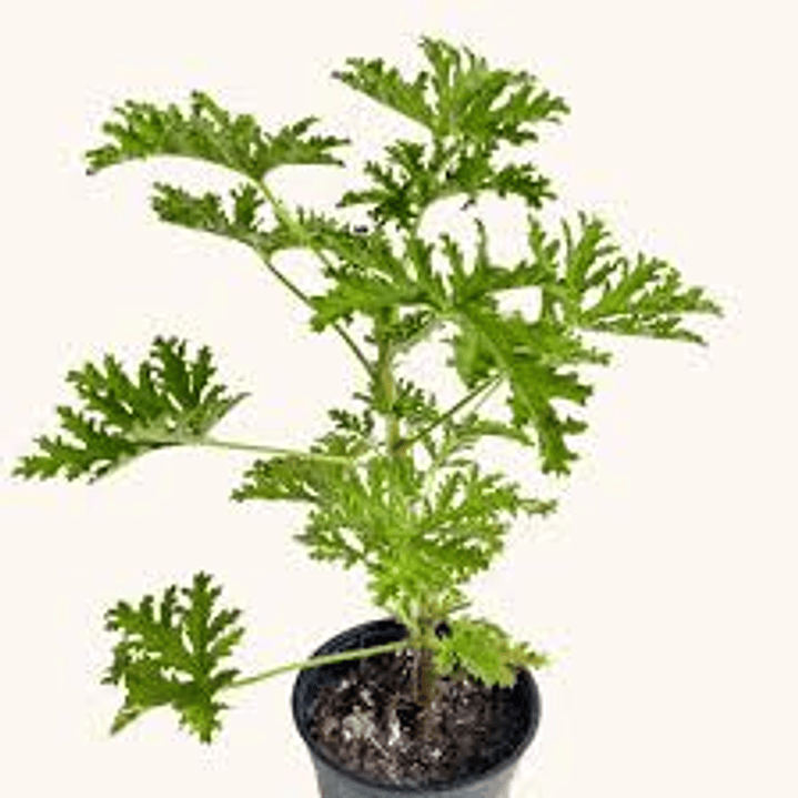 PLANTAS RV - CITRONELA TAMAÑO M 1