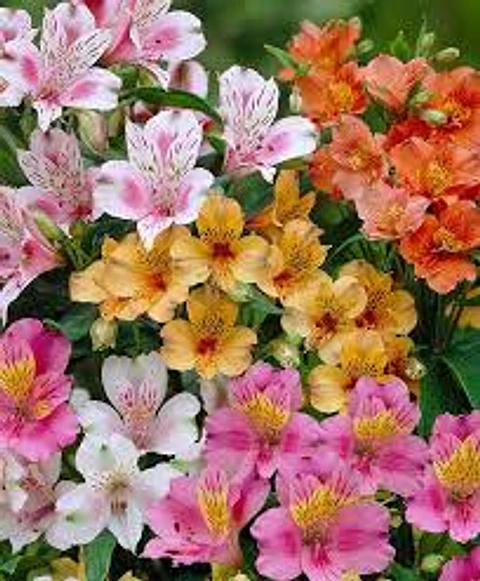 Plantas RV - Astromelia 