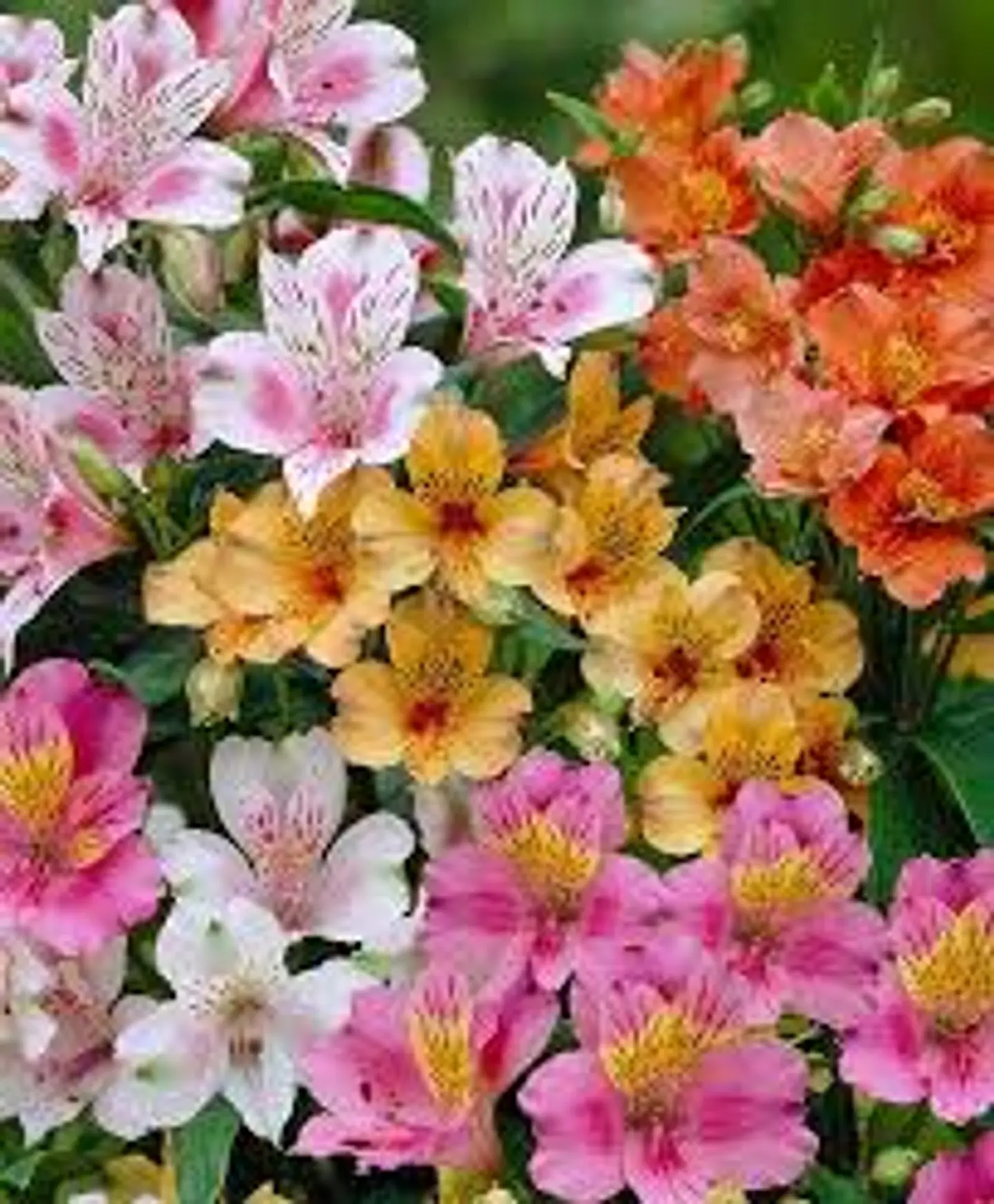 Plantas RV - Astromelia  1