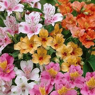 Plantas RV - Astromelia 