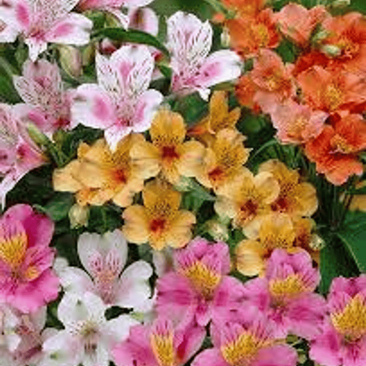 Plantas RV - Astromelia  1