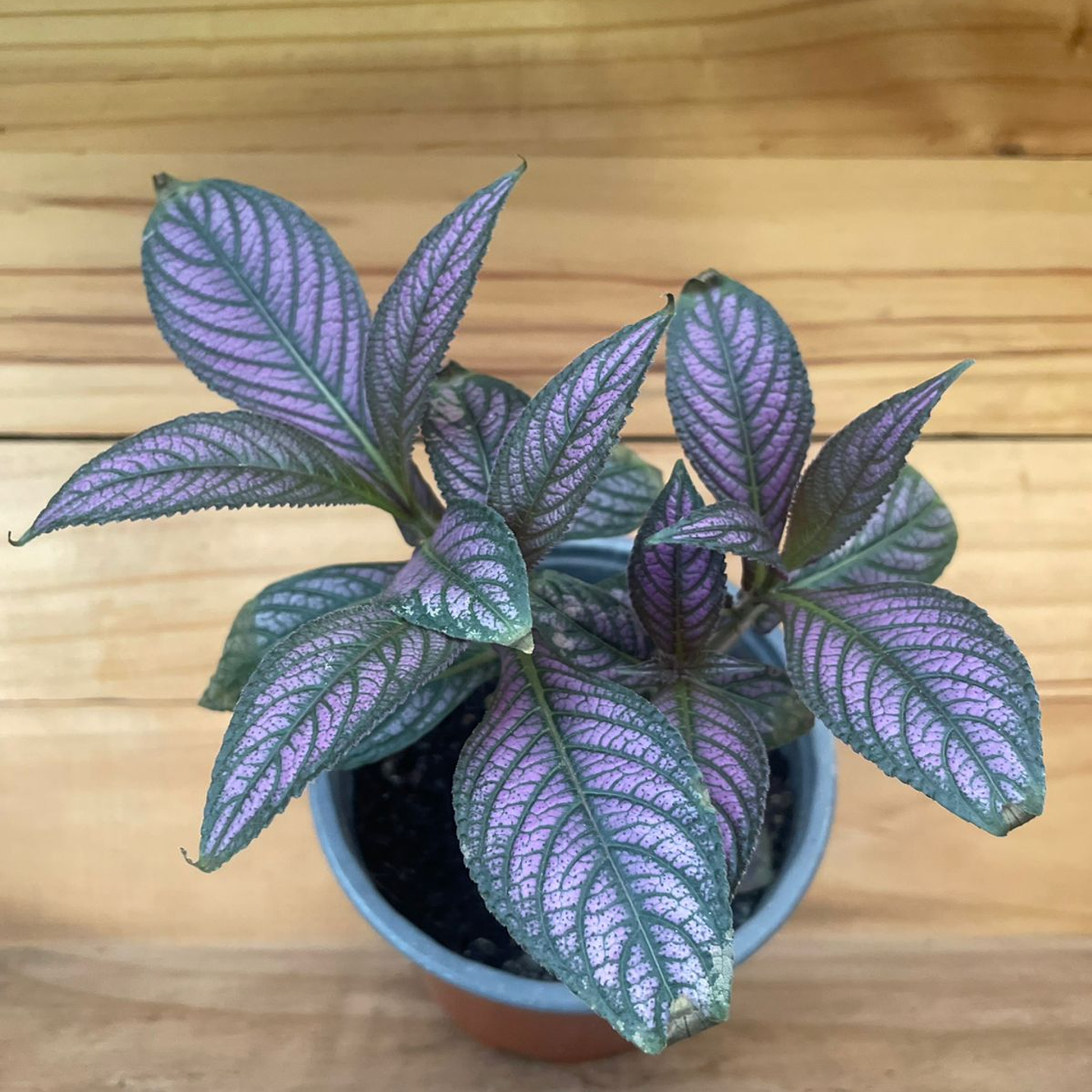 Plantas RV - Strobilanthe Tamaño S 1