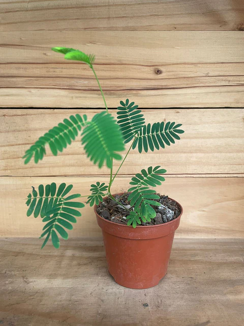 PLANTAS RV - Mimosa Pudica