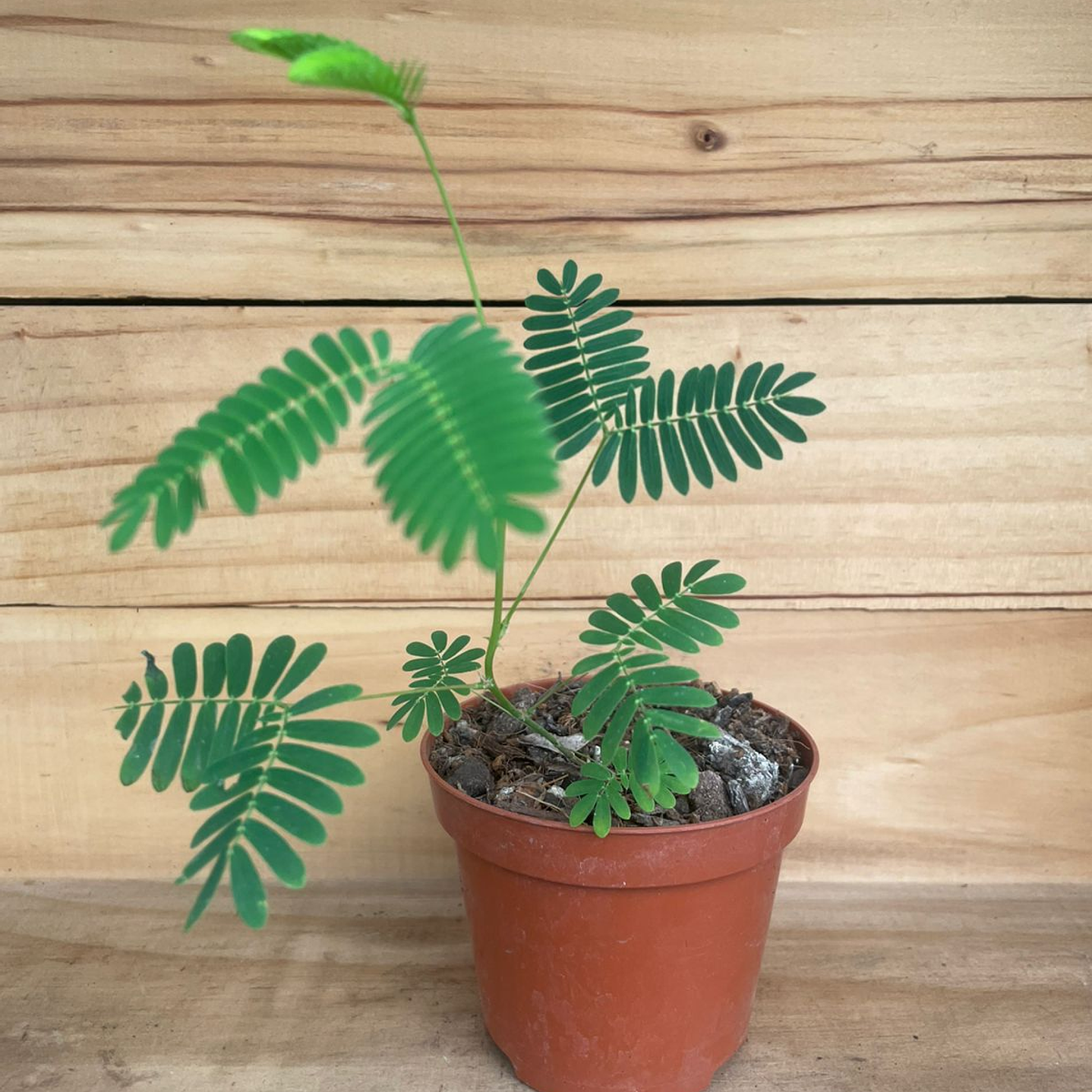 PLANTAS RV - Mimosa Pudica 1