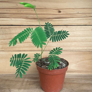 PLANTAS RV - Mimosa Pudica