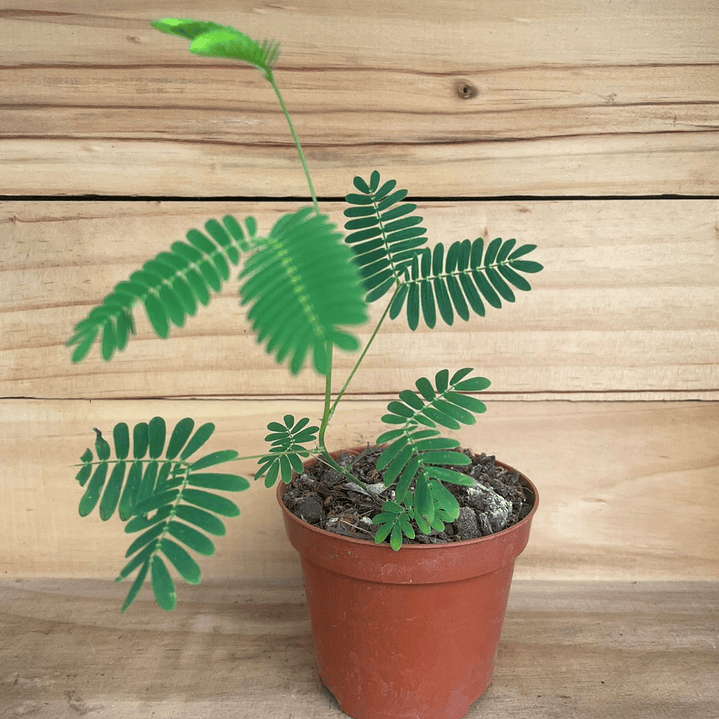 PLANTAS RV - Mimosa Pudica 1