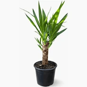 Plantas RV - Yuca