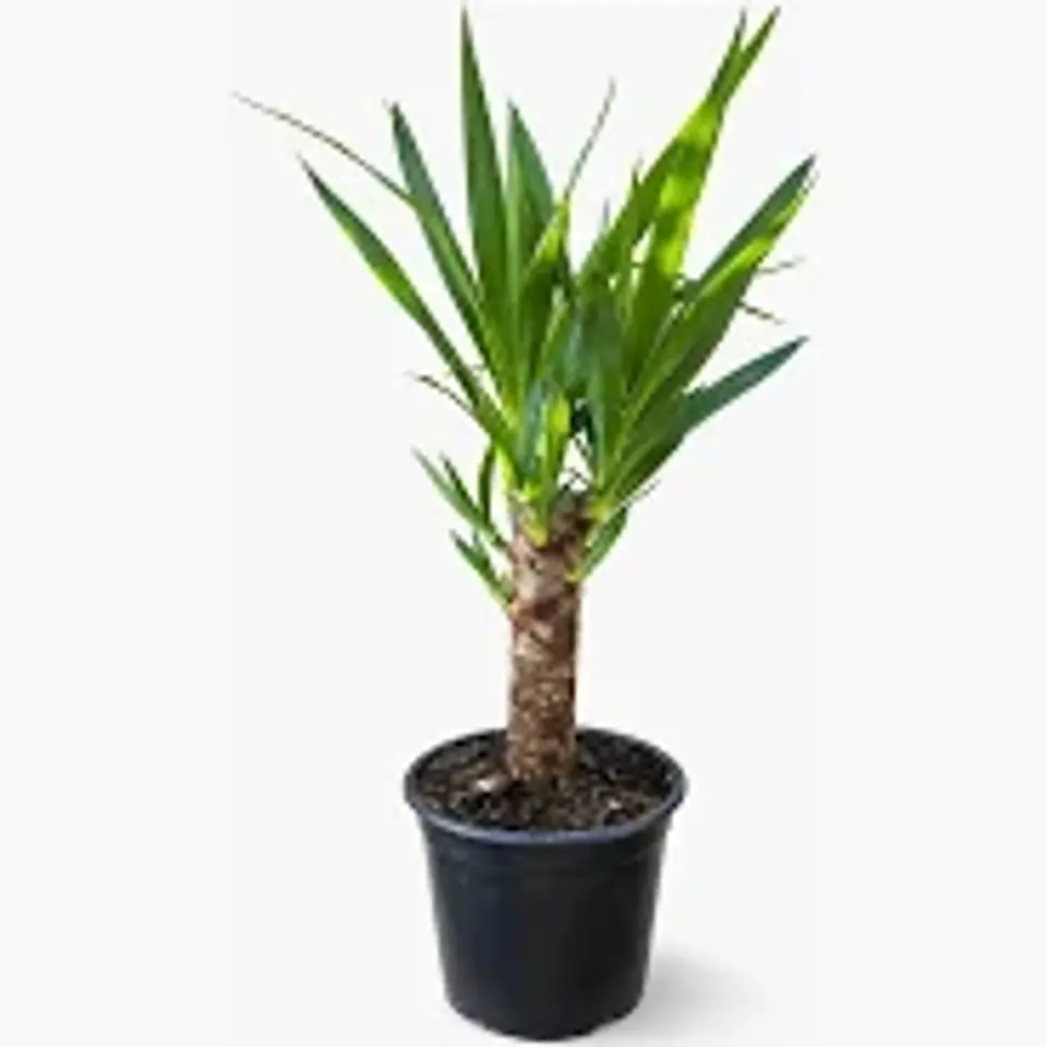 Plantas RV - Yuca 1