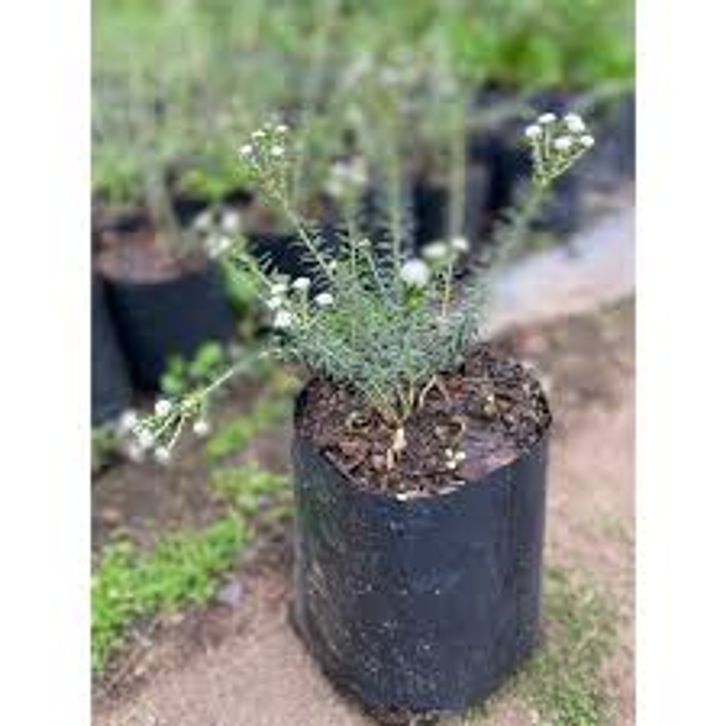 Plantas RV - Philica 1