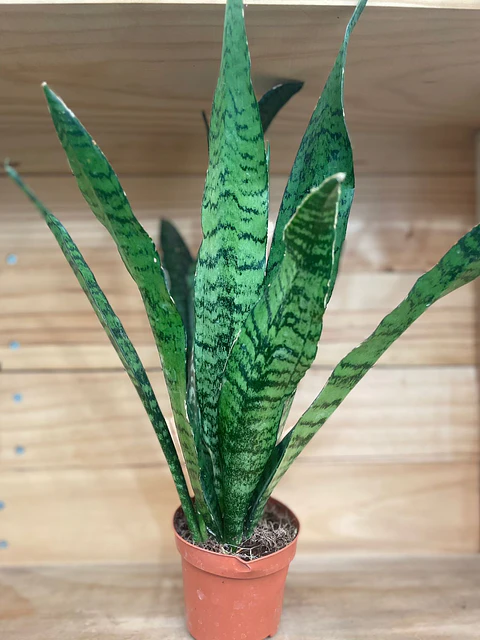 PLANTAS RV - Sansevieria zeylanica 