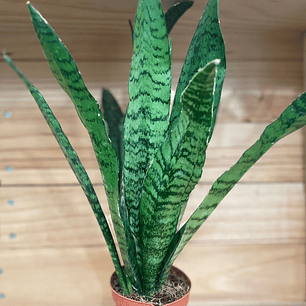 PLANTAS RV - Sansevieria zeylanica 