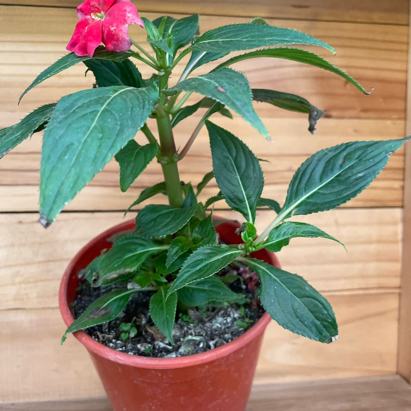 Plantas RV- Alegría Guinea 1