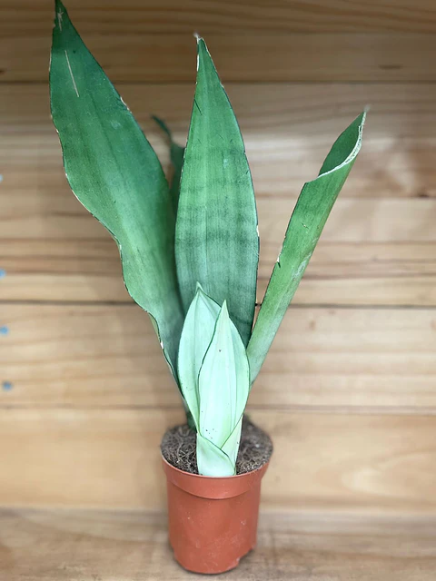 Plantas RV - Sansevieria Moonshine