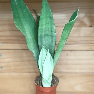 Plantas RV - Sansevieria Moonshine