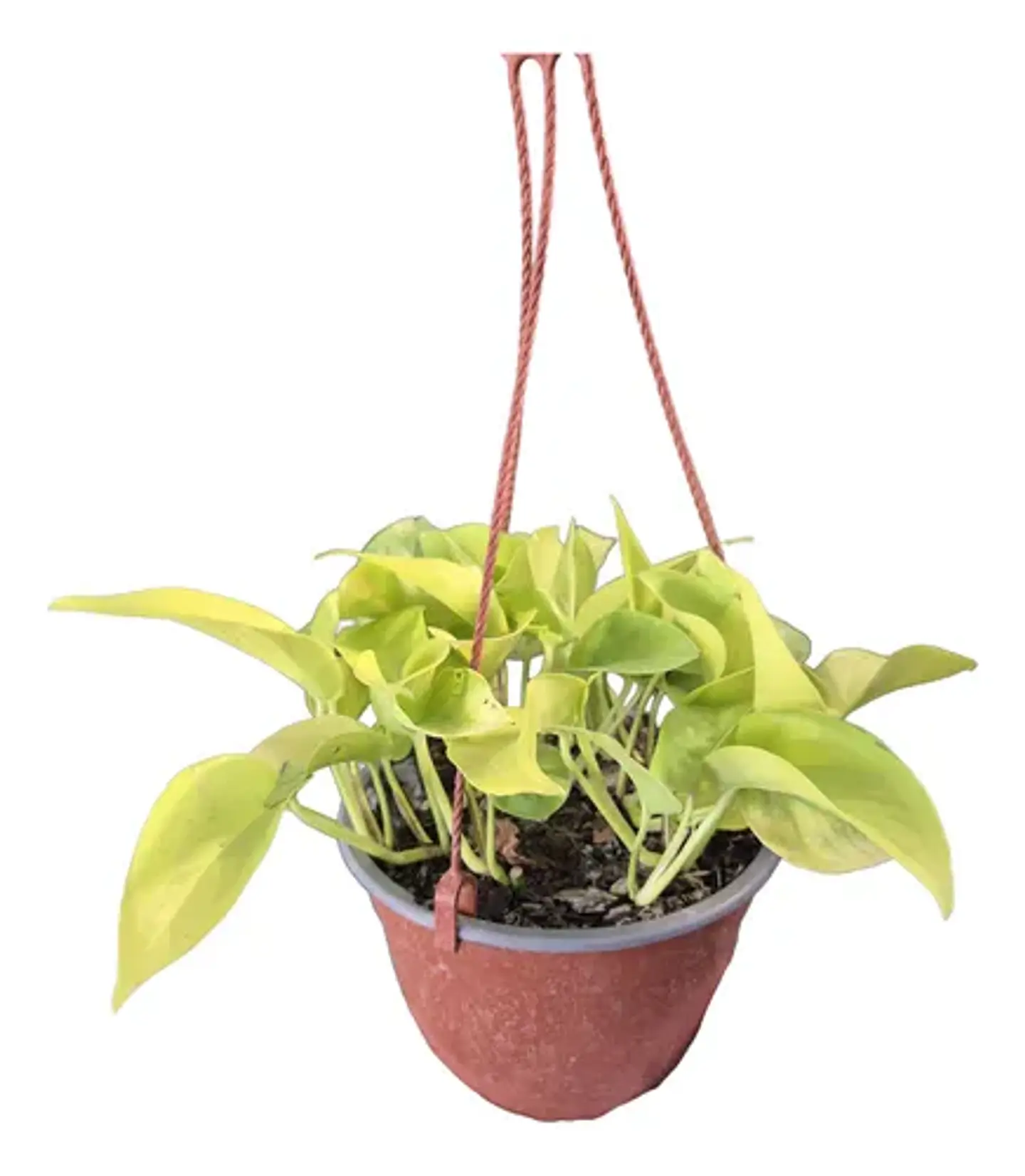 Plantas RV - Pothus neon 1