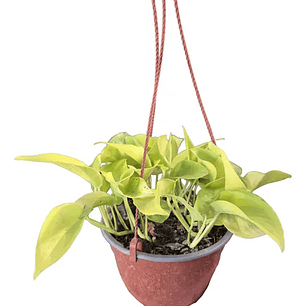 Plantas RV - Pothus neon