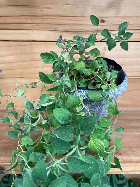 Plantas RV - Orégano Merquén