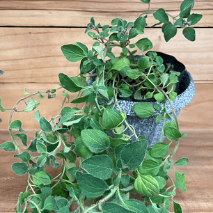 Plantas RV - Orégano Merquén