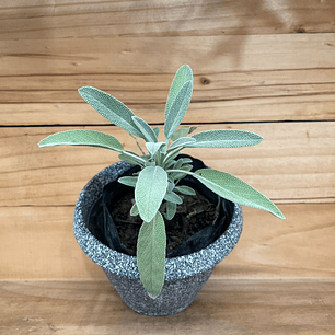 Plantas RV - Salvia tamaño S (sin maceta)