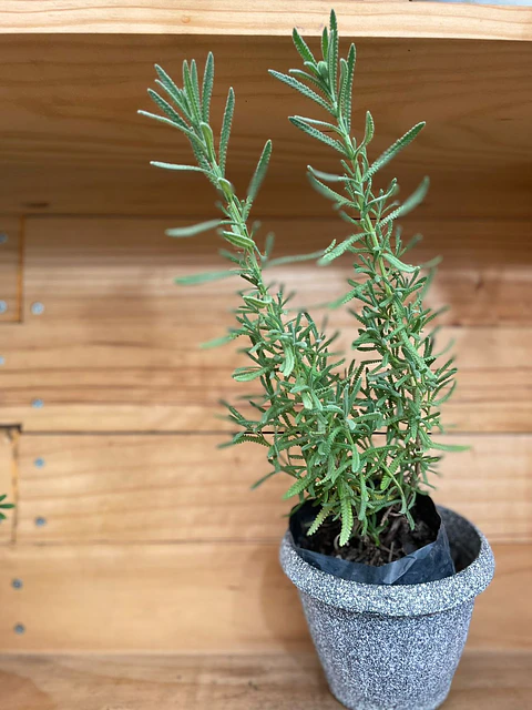 Plantas RV - Lavanda Francesa Tamaño S / (sin maceta)