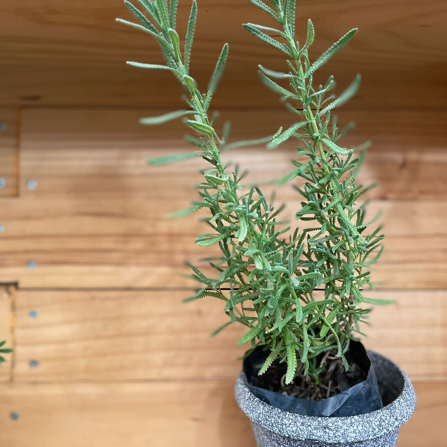 Plantas RV - Lavanda Francesa Tamaño S / (sin maceta) 1