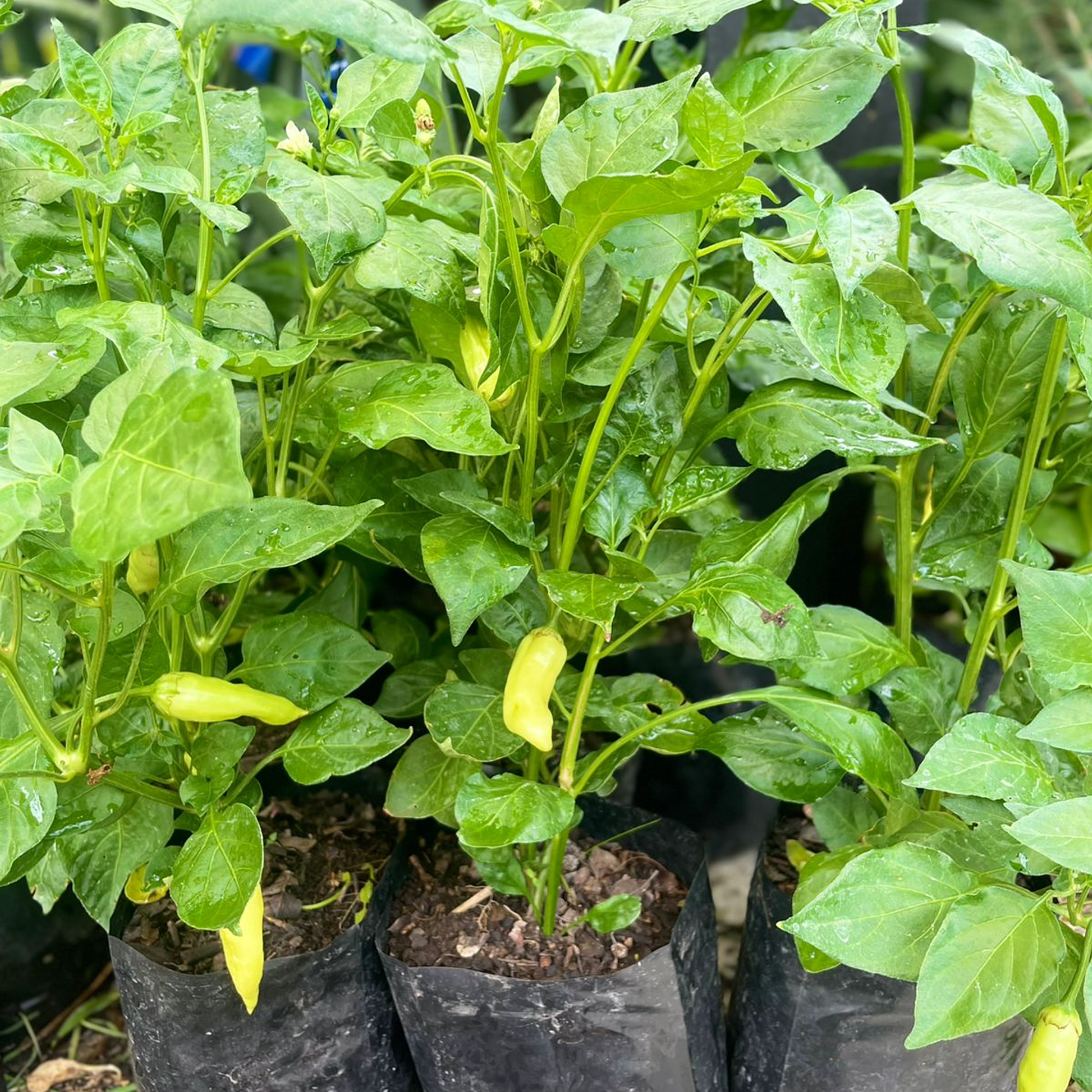 Plantas RV - Ají Verde 1