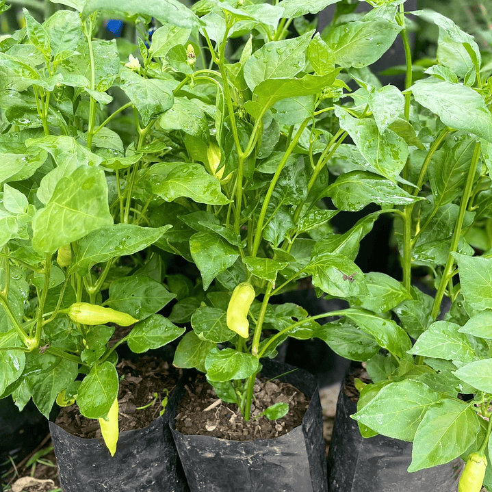 Plantas RV - Ají Verde 1