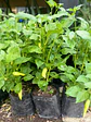 Plantas RV - Ají Verde - thumbnail 1